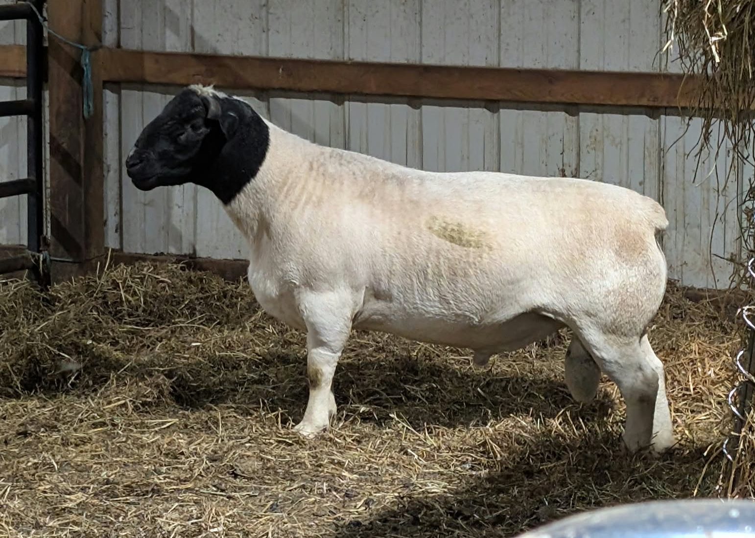 Centre Del Sire, a Dorper ram, standing in his pen