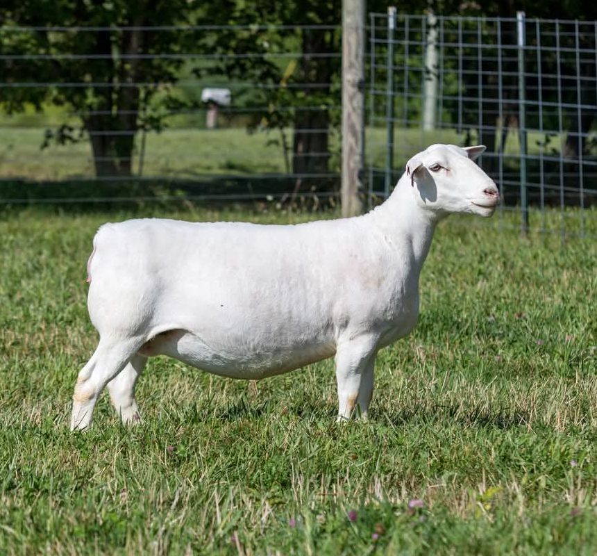 East Star Livestock 1916, the sample animal in this report, on pasture