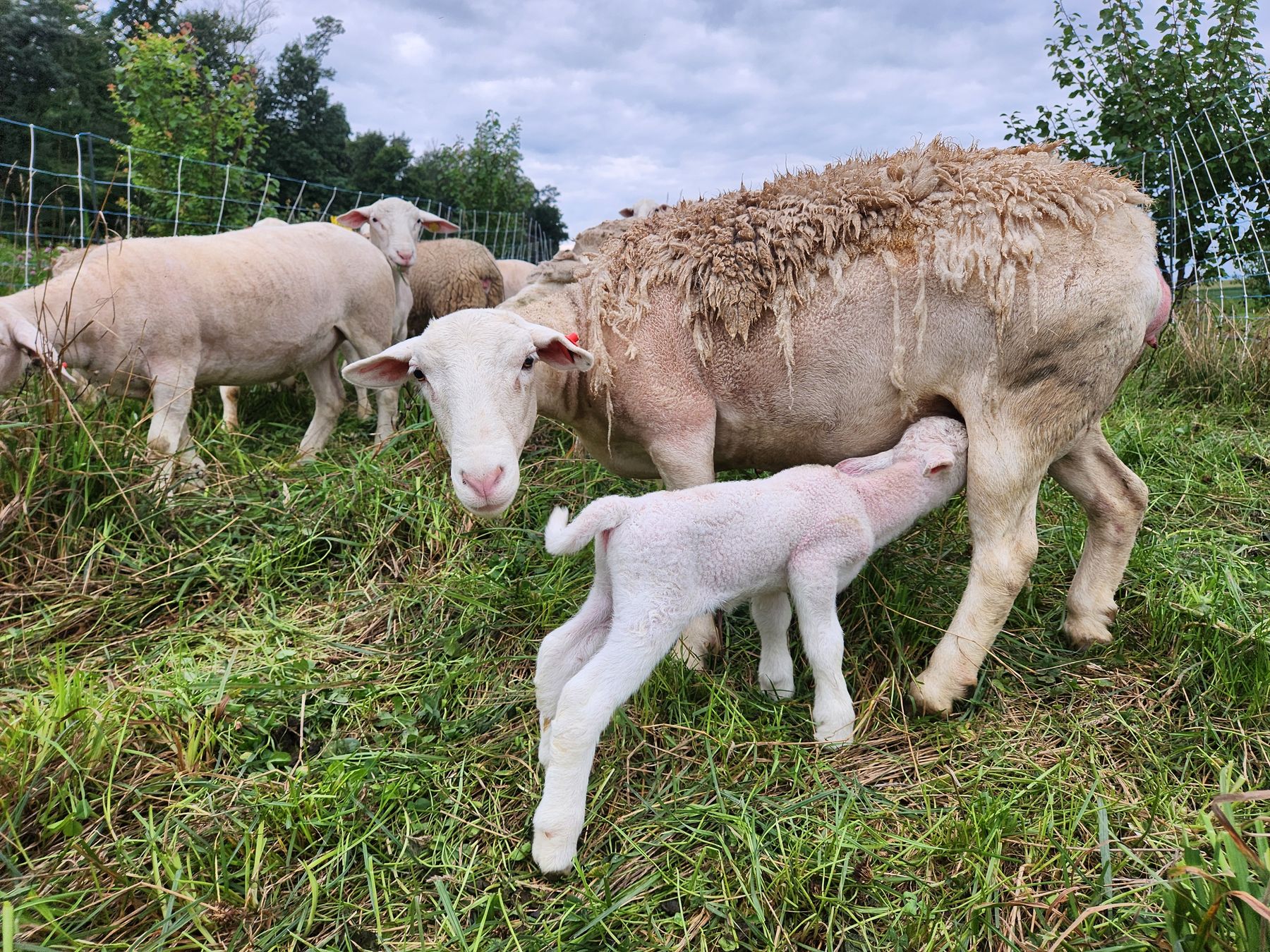A White Dorper ewe looking at the camera while her newborn lamb nurses, the flock behind her