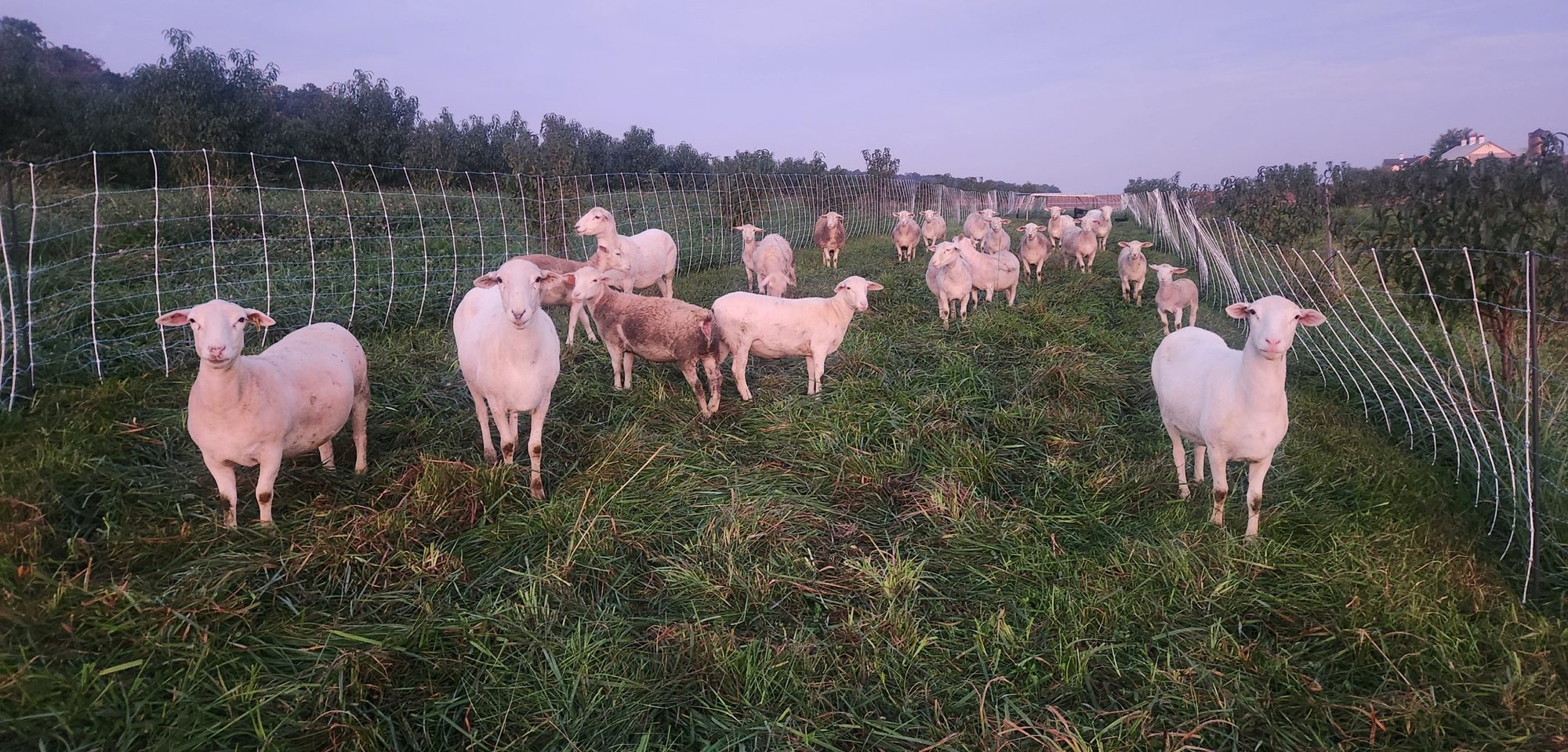 A White Dorper flock coming up a grass lane between electric netting at dawn, peach orchard on both sides