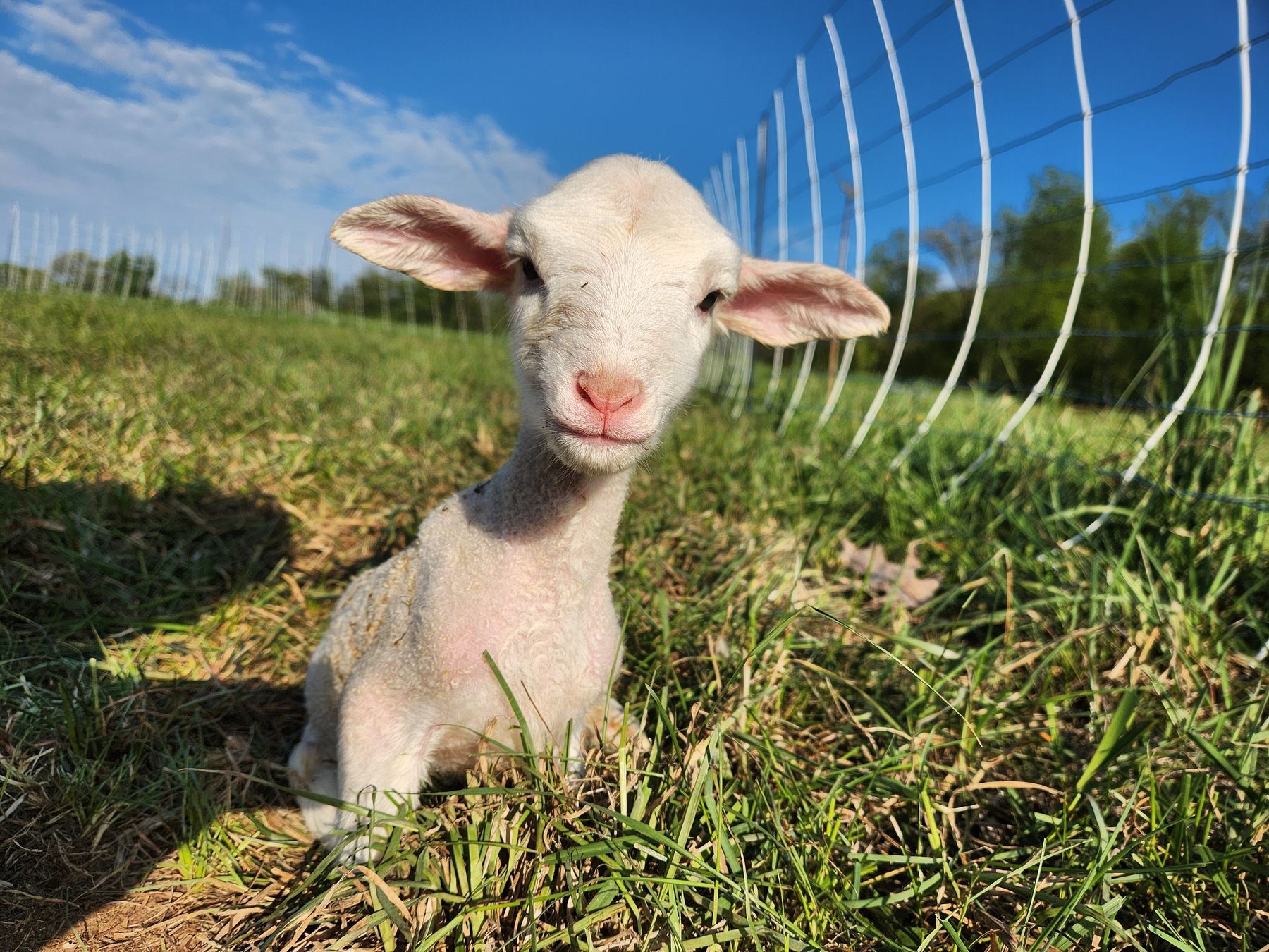 A young White Dorper lamb resting in the grass beside the fence